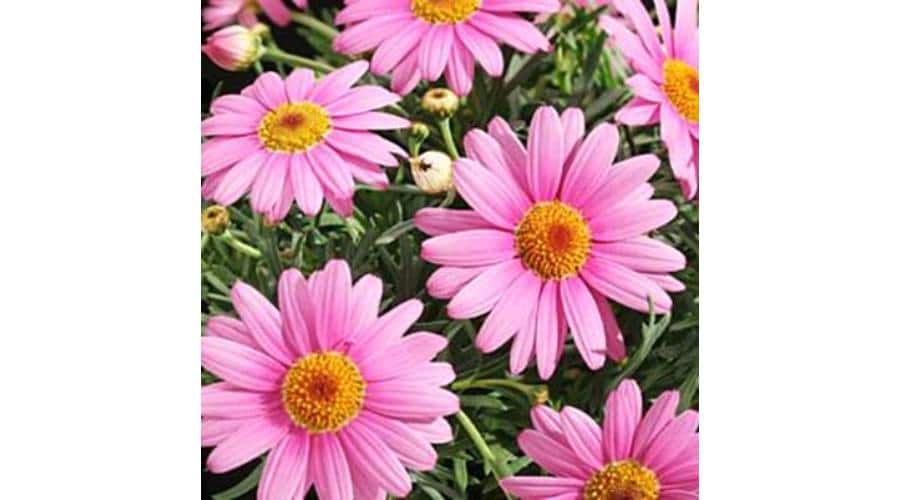 növény webáruház