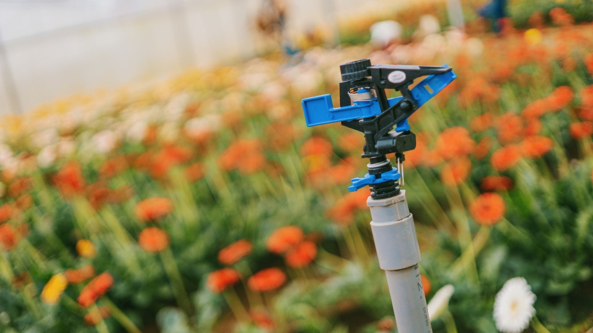 Automata öntözőrendszer és öntözéstechnika Székesfehérvár